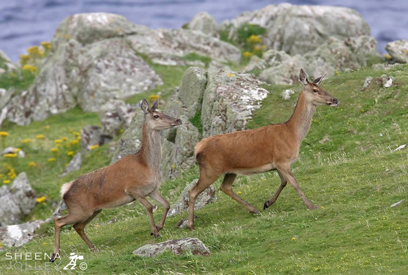 Deer on the Run.jpg - Red Deer On Innishtrahull Island